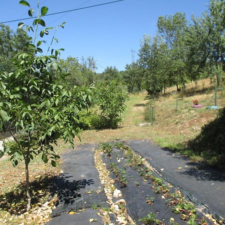 Bungalow "A Choupana" - Quinta Da Carvoica - Vale Pradinhos Vale de Pradinhos Exterior foto